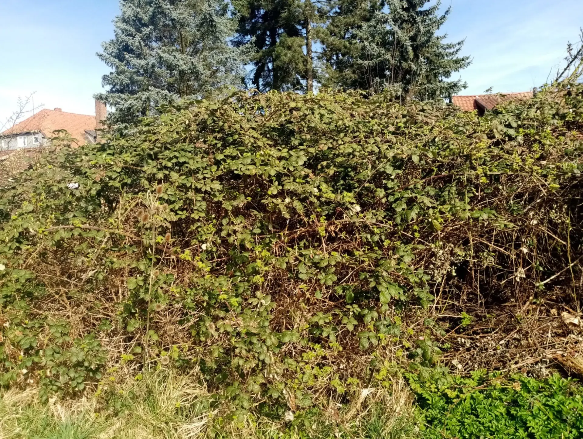 Grundstück vor der Arbeit: dicht zugewachsene Brombeerhecke und Wildwuchs